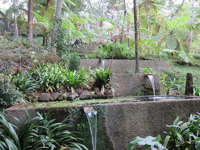 Tropical-style interior garden